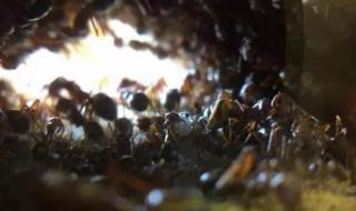 介绍蚂蚁的样子和特殊本领 蚂蚁有什么本领